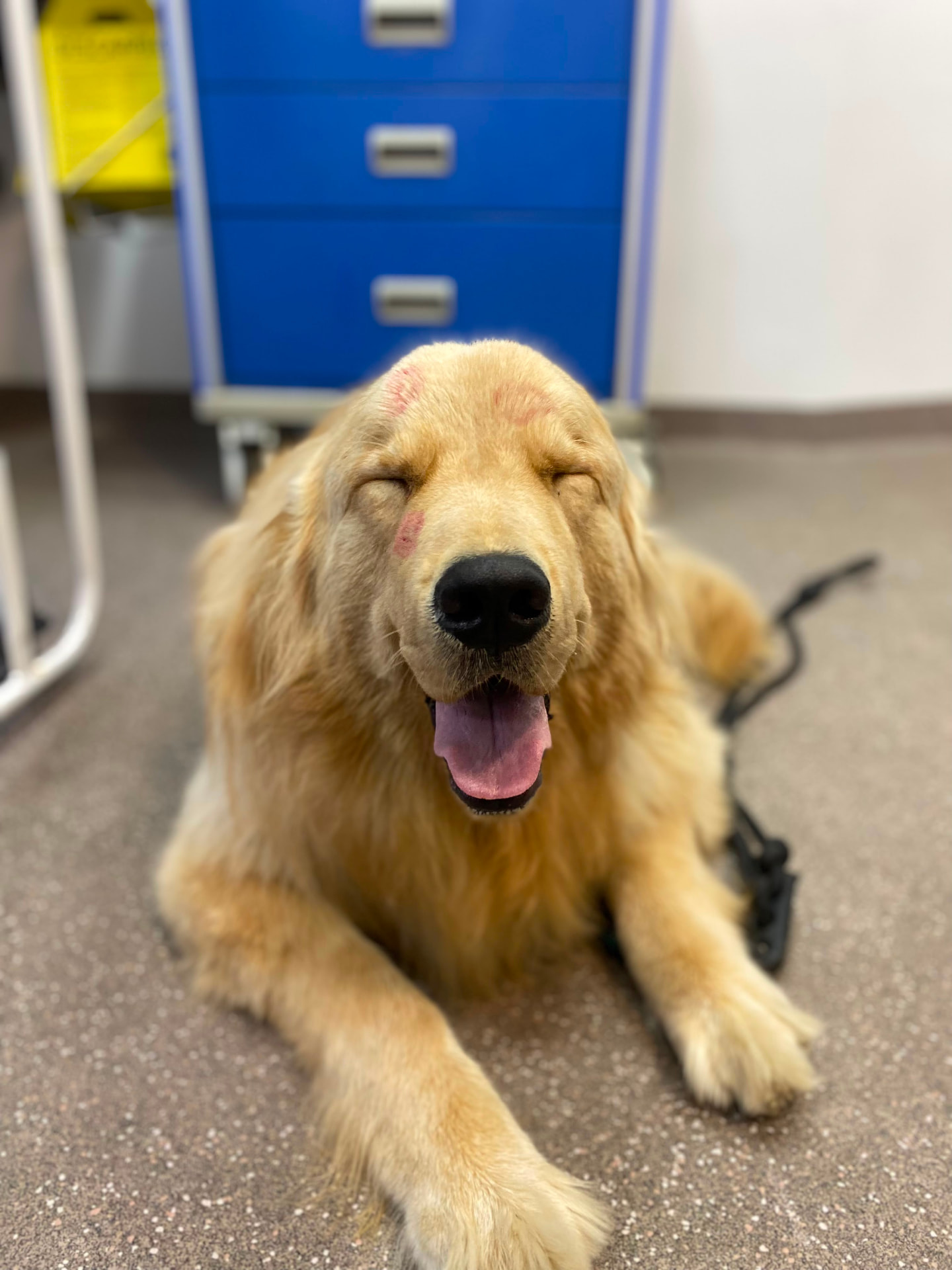 Cão golden retriever tranquilo durante atendimento no hospital