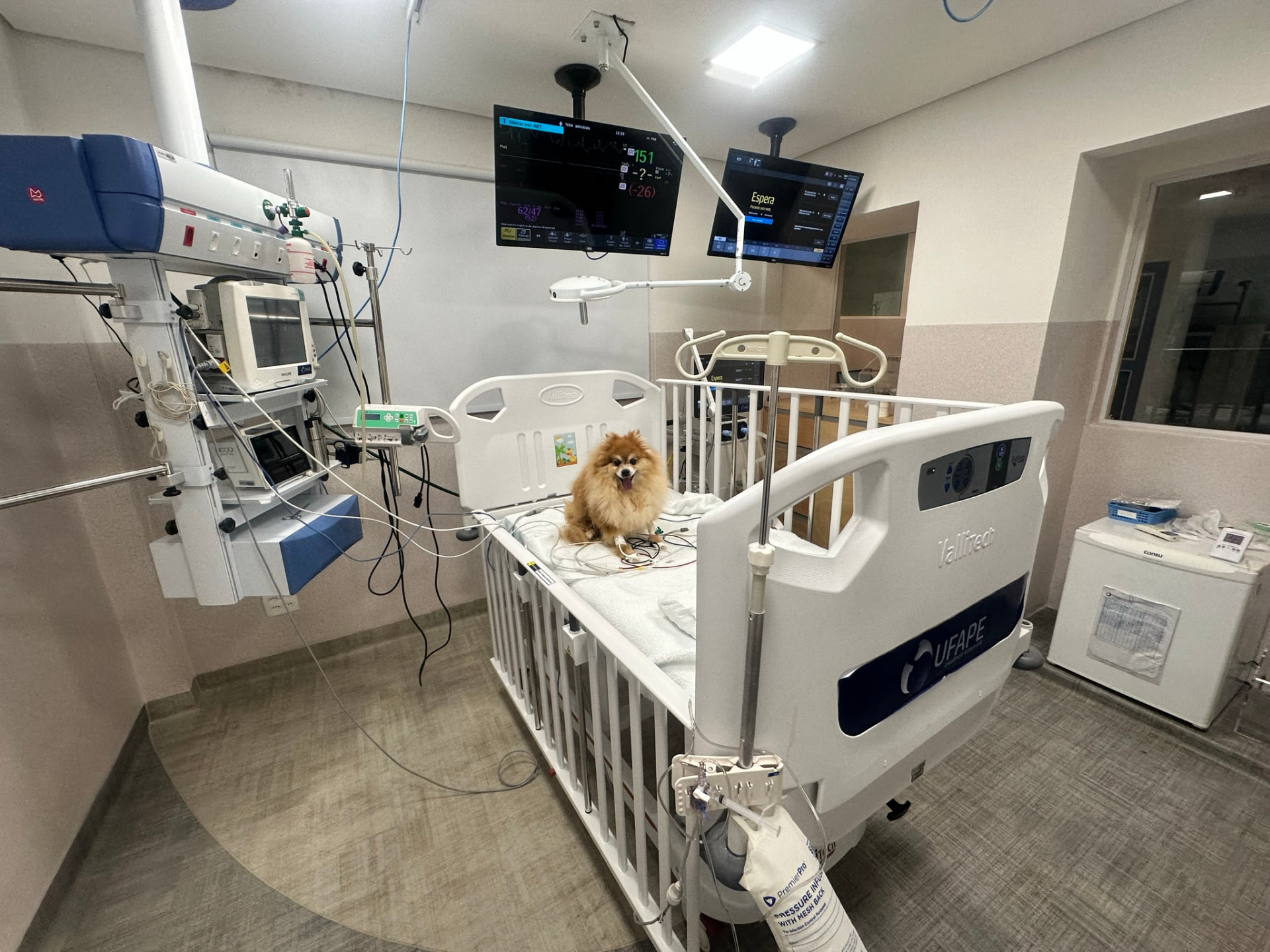 Cão internado em leito de UTI da UFAPE com monitoração multiparamétrica