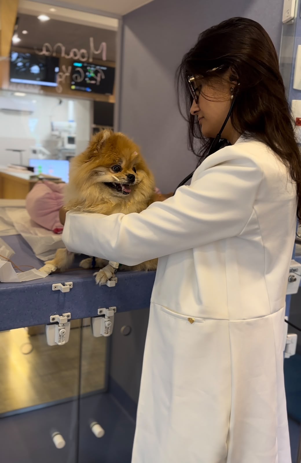 Médica veterinária examinando um cão com estetoscópio