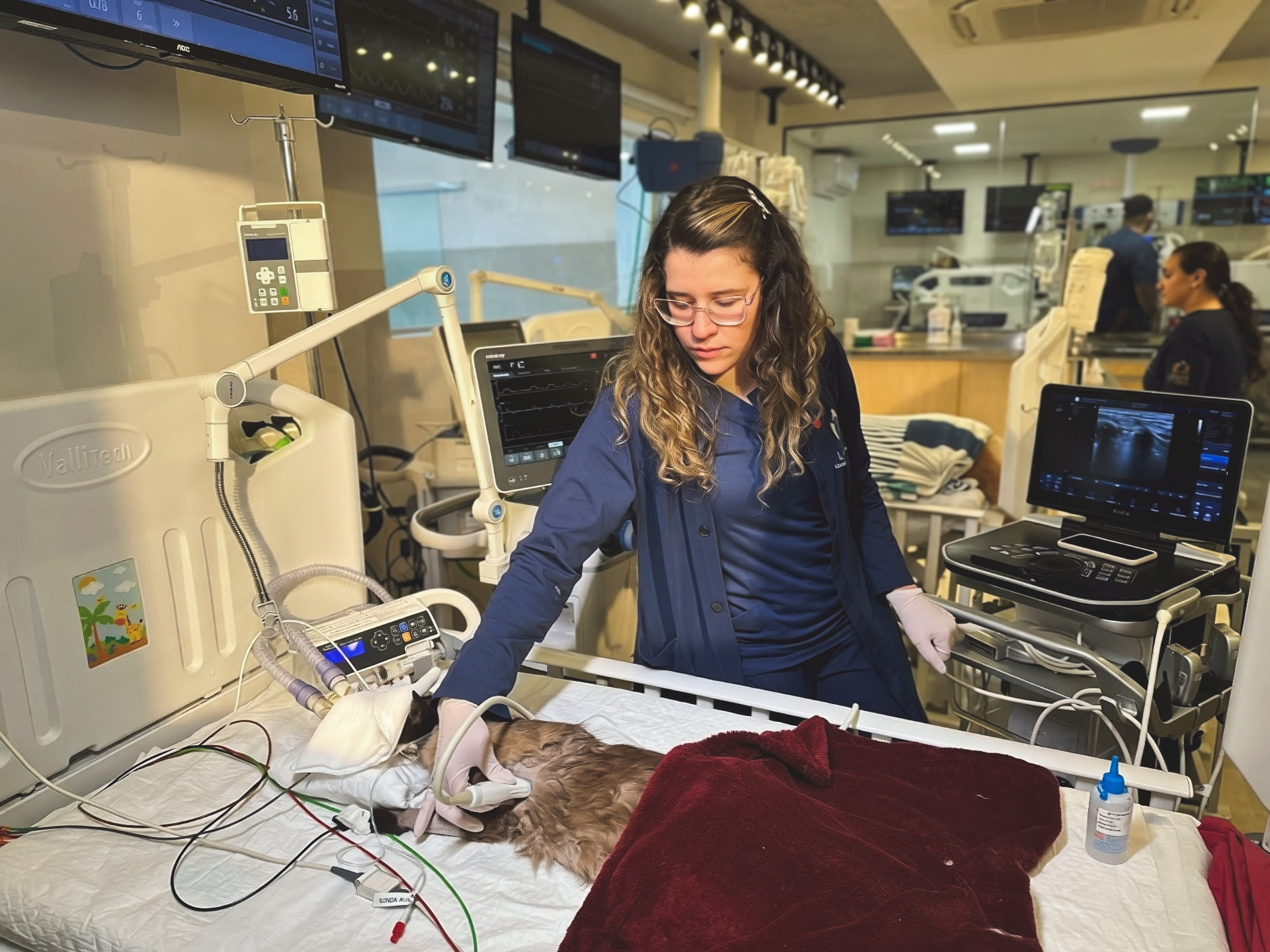 Médica veterinária realizando ultrassonografia em gato internado na UTI